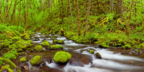 Gorton Creek through lush rainforest, Columbia River Gorge, Oregon, USA von Sara Winter