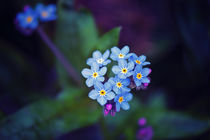 Forget Me Not Flowers by Vicki Field