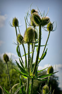 Fuller's Teasel by Colin Metcalf