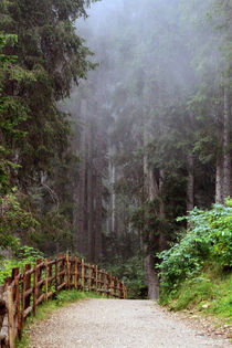 Nebelwald von jaybe