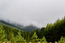 Pirin Mountain Foggy Forest von Zornitsa Yordanova