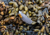 Bladderwrack and a gull's feather by Leighton Collins