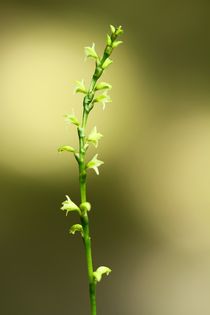 Kleine Blüten 3 von Bernhard Kaiser