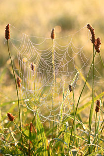 Das Spinnennetz in der Wiese by Bernhard Kaiser