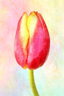 Tulpe hochkant von darlya