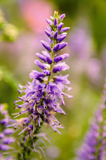 Purple flower by Jeremy Sage
