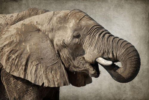 Afrikanischer-elefant