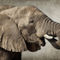 Afrikanischer-elefant