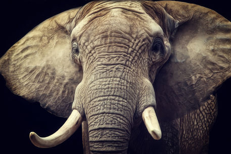 Elefanten-portrait