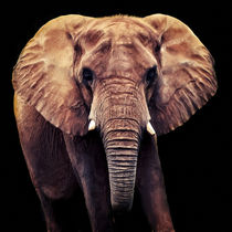 Elephant von AD DESIGN Photo + PhotoArt