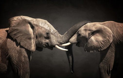 Two-elephants