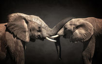 Two Elephants von AD DESIGN Photo + PhotoArt