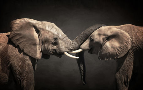Two-elephants