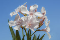 Soft White Blooms von David Hare