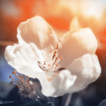 Blooming Apple Tree by cinema4design