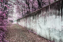 Magenta wall by Mario Fichtner