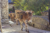 Mules by Bikram Pratap Singh