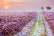 Path through blooming heather and fog, sunrise, Hilversum, The Netherlands by Sara Winter