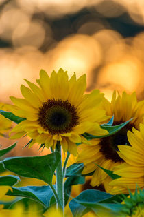 Sonnenblume von Dennis Stracke