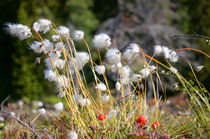 Cottonsedge with Cloudberries by Thomas Matzl