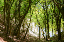 A cliffs forest von Thomas Matzl