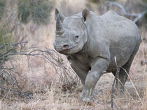 Black rhino approaching camera von Yolande  van Niekerk