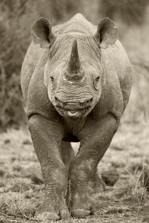 Wild Black rhino in Black and White by Yolande  van Niekerk