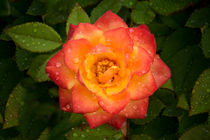 Flower in the rain von David Hare