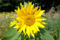 sunflower by mark severn