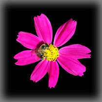 bee on a pink flower by feiermar