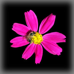 Bee-on-a-pink-flower-bun-c