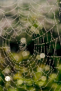 Das Spinnennetz von Bernhard Kaiser