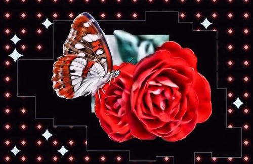 Schmetterling-mit-rose1gr
