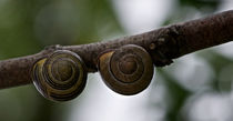 Upside down snails von Diana C. Bernardi