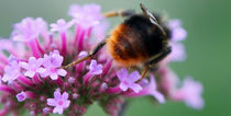 Bumblebee in action by Diana C. Bernardi