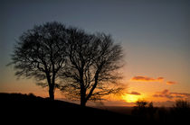 Trees on Raddon Top by Pete Hemington