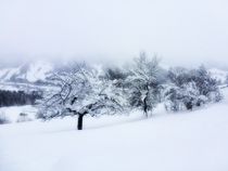 Wintertime by moyo