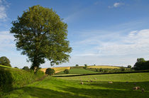 Bucolic Mid Devon by Pete Hemington