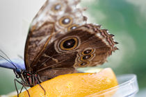 Butterfly on Orangejuice von Diana C. Bernardi