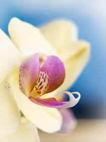 "White Orchid" by Bernd Schätzel