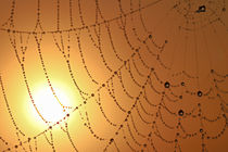 Spinnennetz im Sonnenaufgang von Bernhard Kaiser