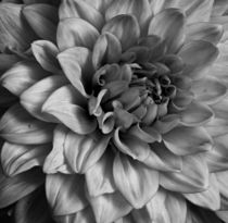 Bloom von chrisphoto