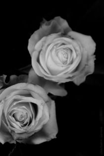 Zwei Rosen von chrisphoto