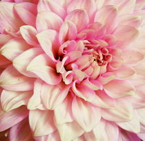 Bloom - Colour von chrisphoto