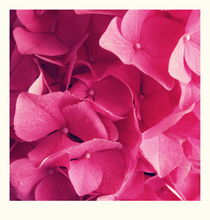 Many tiny pink flowers - two von chrisphoto