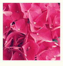 Many tiny pink flowers - three von chrisphoto