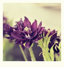 summer flowers - one von chrisphoto