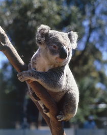 Koala in tree von arthousedesign