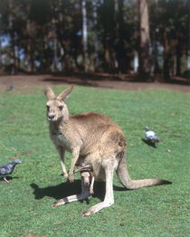 Australian kangaroo on field by arthousedesign