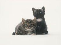 Two sweets cats with white background von arthousedesign